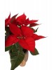 Ponsetya Atatürk Çiçeği (Poinsettia)
